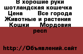 В хорошие руки шотландская кошечка › Цена ­ 7 - Все города Животные и растения » Кошки   . Мордовия респ.